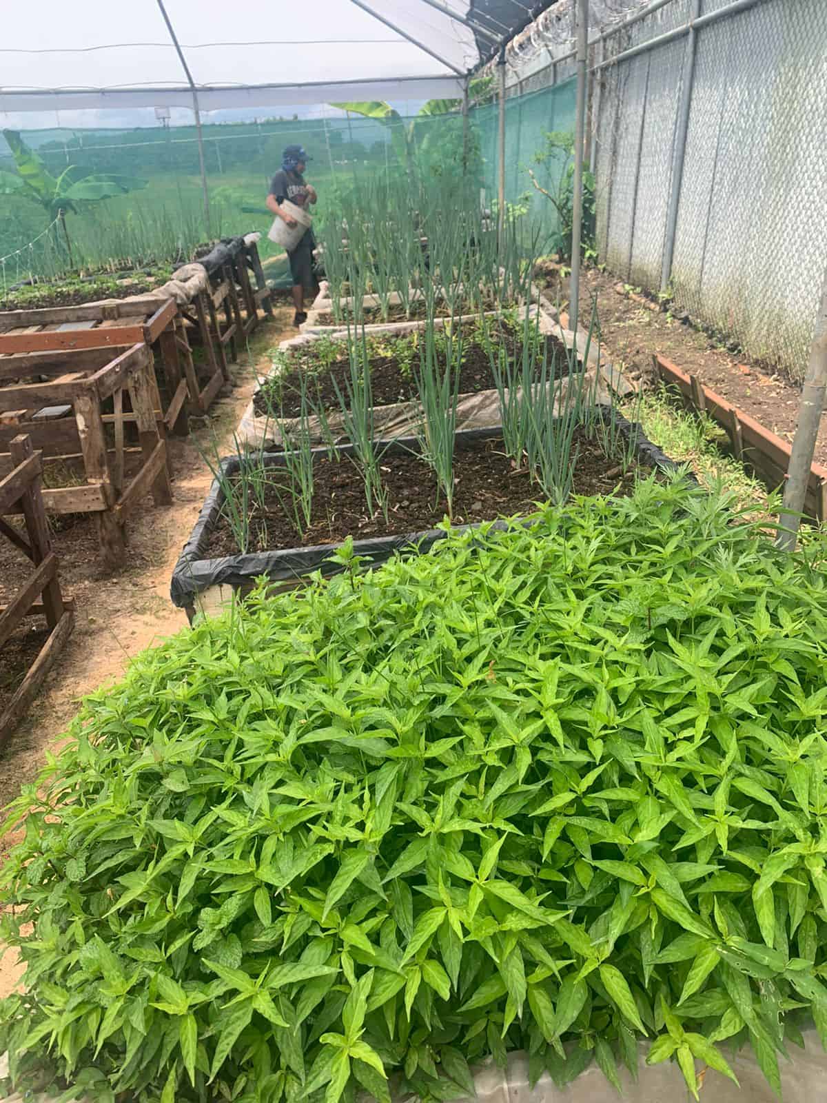 ​​Trabajos en la huerta